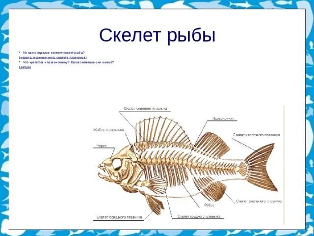Внешний скелет рыбы. Скелет надкласс рыбы. скелет карася. скелет рыбы позвоночник.