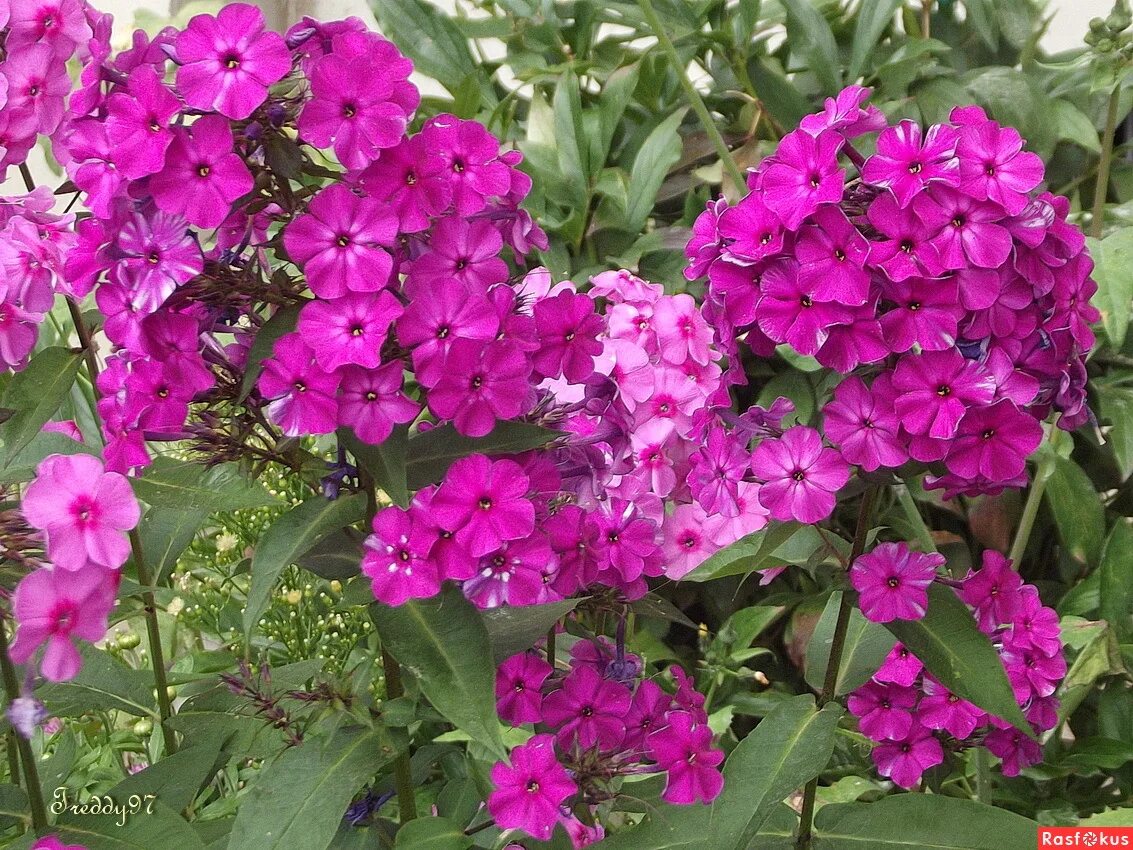 флоксы адмирал красный. флокс флоре. флокс метельчатый алина. флокс северная флора. флокс флора хорнунг.