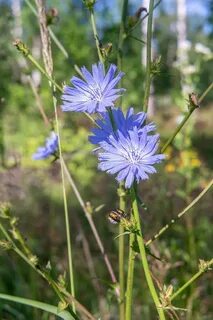 Chicory a colorful