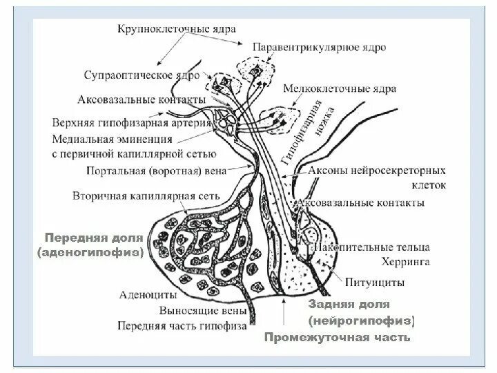 Нейрогипофиз гистология. Схема гипоталамо-гипофизарной нейросекреторной системы. гипоталамо-гипофизарная система гистология. схема строения гипоталамо гипофизарной системы. гипоталамо гипофизарная система гистология рисунок.
