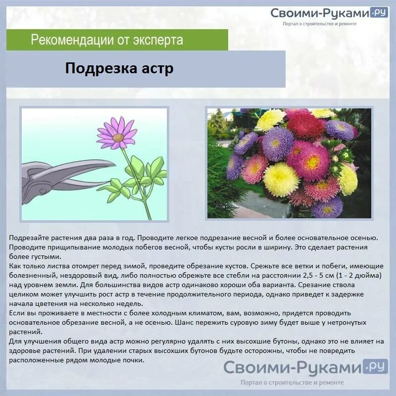 Выращивание астры из семян какое размножение. Астра период цветения. схема посадки астры однолетней. этапы роста астры. прищипывать астру.