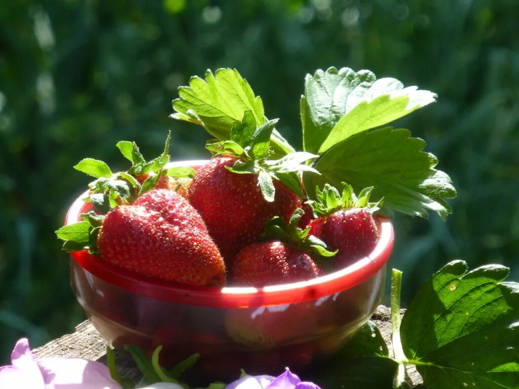 Земляника домашняя. Сорт земляники дукат. Дачная земляника. Регина земляника ремонтантная. Клубника садовая с дачи.