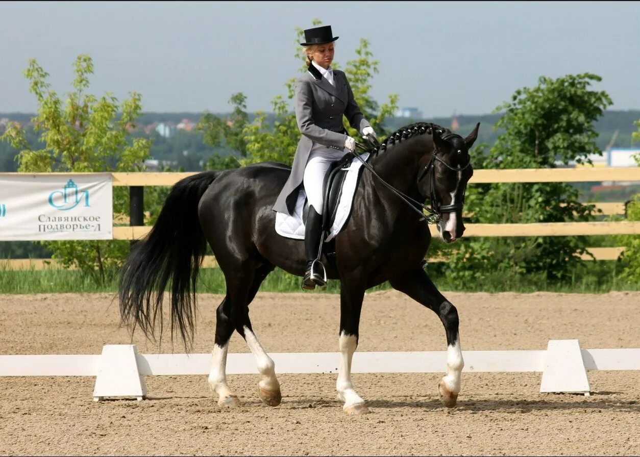 Кск пегас дракино. Кск swerus. Конно спортивная школа гомель. Интернет кск. Кск виннер в санкт-петербурге.