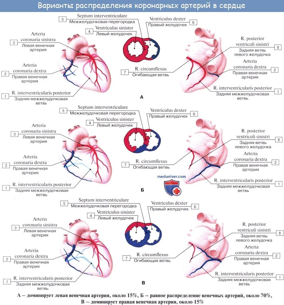 Коронарные артерии кровоснабжают. Типы кровоснабжения сердца анатомия. Типы кровоснабжения миокарда. Правый Тип кровоснабжения миокарда левого желудочка. Сбалансированный Тип кровоснабжения миокарда.