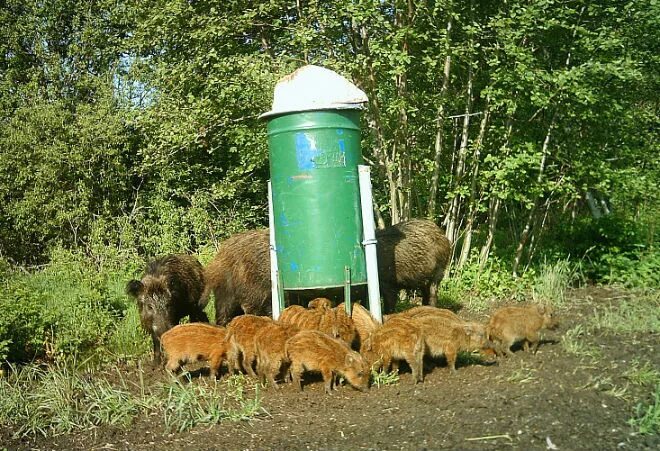 Корм дикий кабан. Подкормочные площадки для Кабанов. Подкормочная площадка для кабана. Прикормочная площадка для диких Кабанов. Кормушка для кабана.