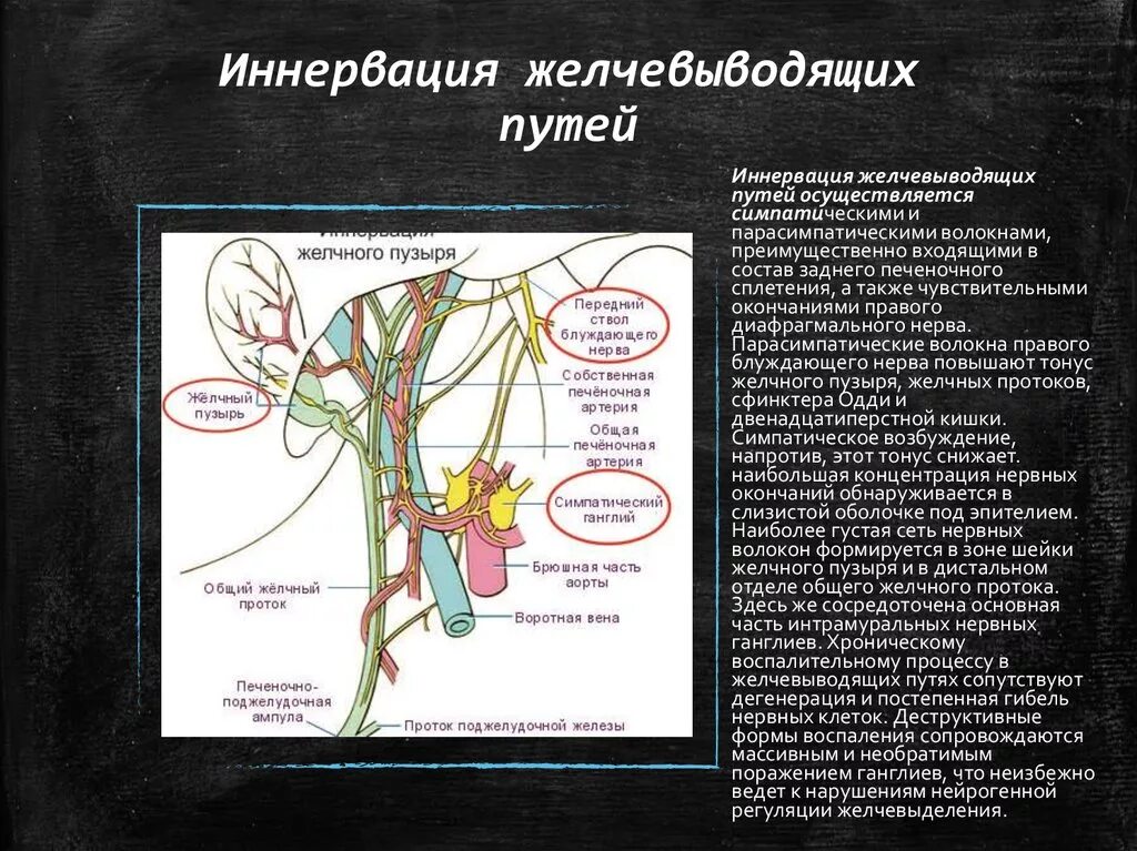 Иннервация. Иннервация желчного. Желчный пузырь кровоснабжение и иннервация.