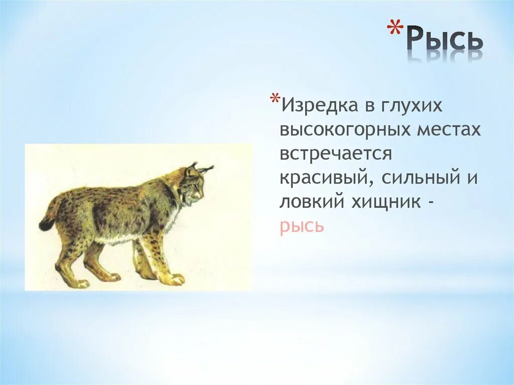 Рысь презентация. Доклад про Рысь. Проект о животных Рысе. Рысь доклад 2 класс. В глухом лесу живет разбойница рысь