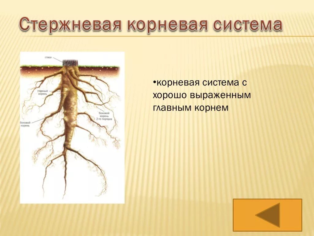 Класс двудольные стержневая корневая система. Корневая система рисунок. Стержневая корневая система. Растения со стержневым корнем.