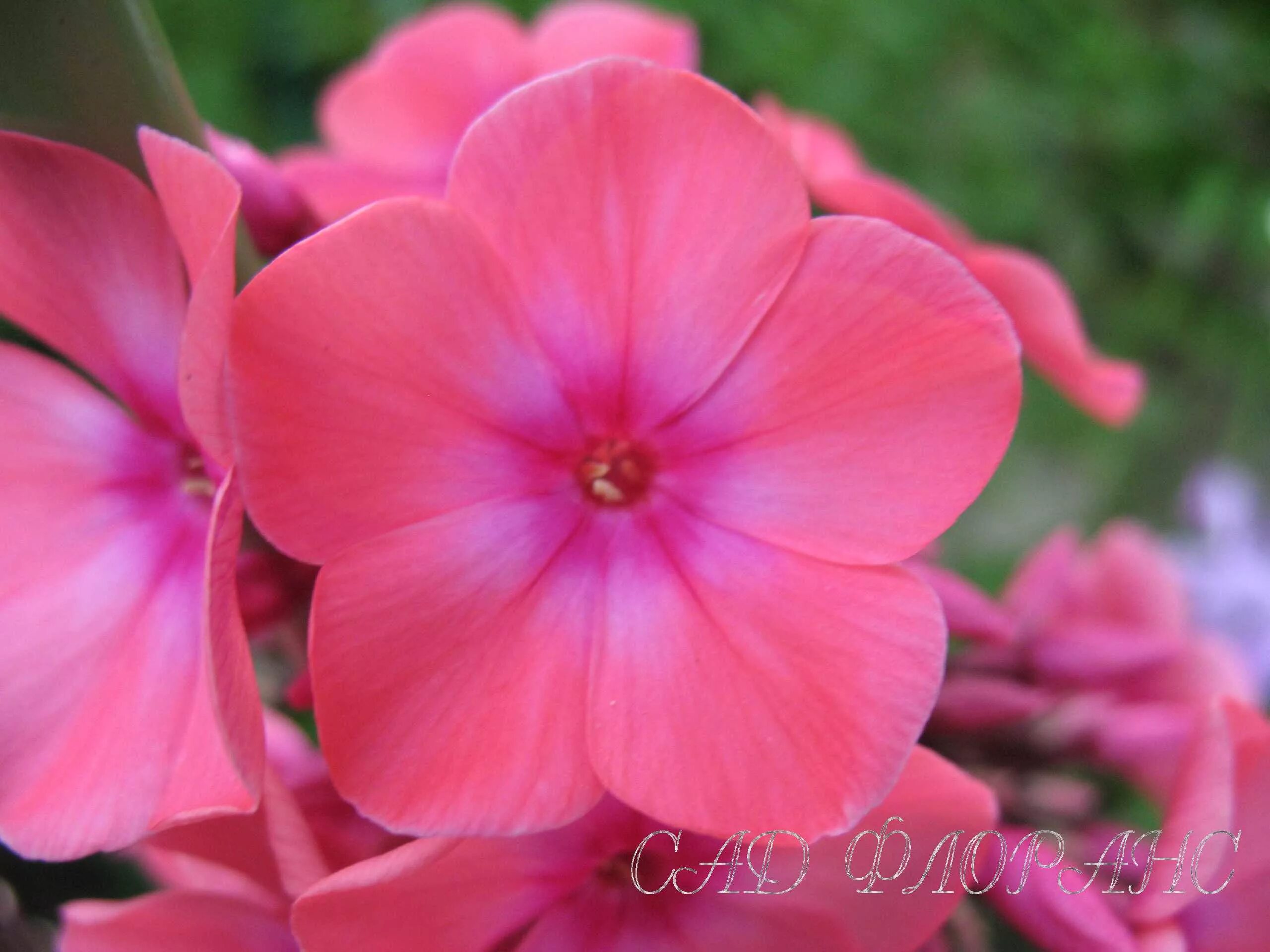 Флокс виндзор фото. Флокс Виндзор. Флокс Phlox Watermelon Punch. Флокс Флоранс. Флокс Виндзор (1).