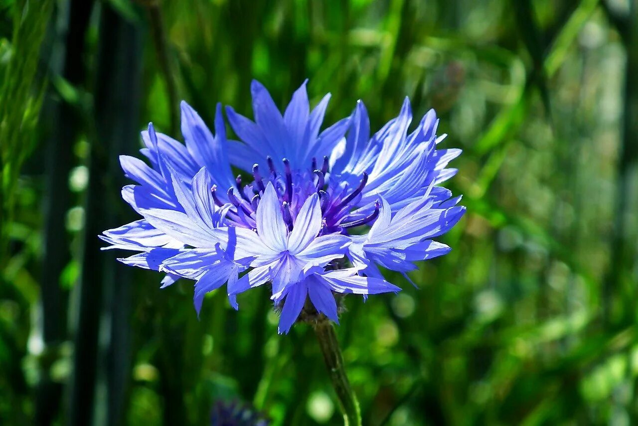 Василёк Донской. Василёк Донской (Centaurea tanaitica Klok.). Василек соцветие. Соцветие василька.