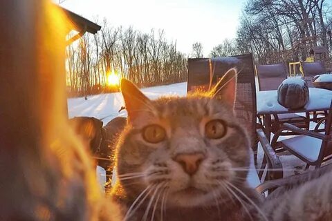 Кот делает машины