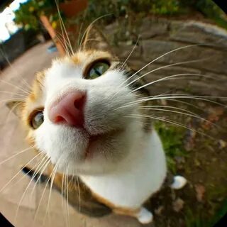 Кот котэ
