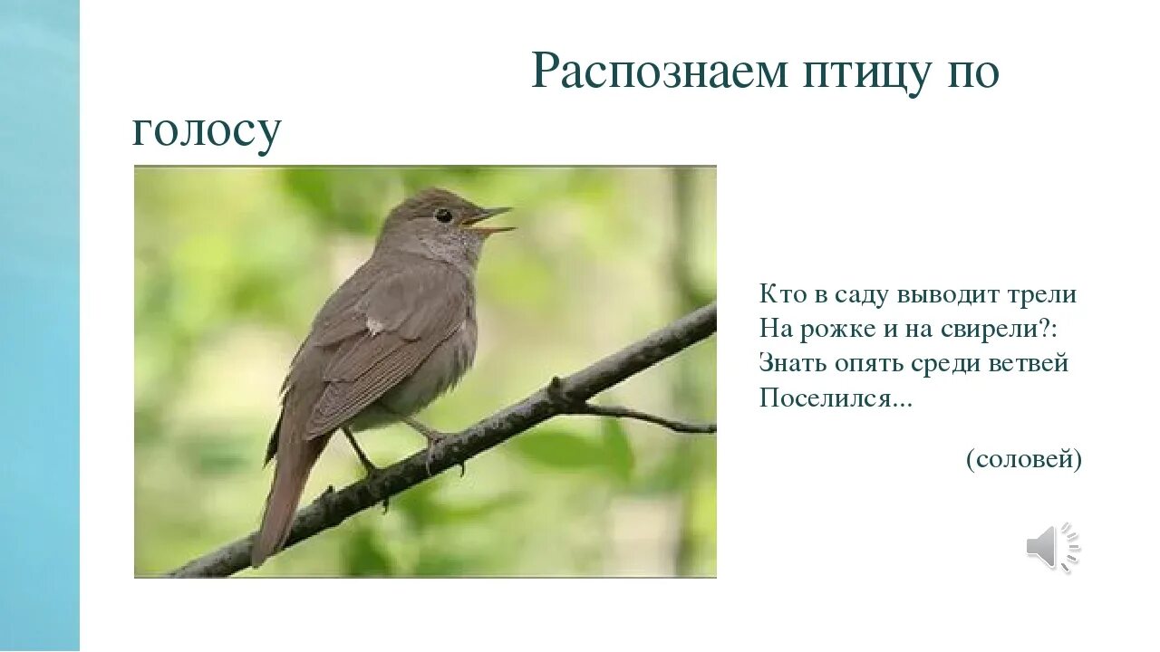 Звонкая птичья трель зазвучала в саду. Распознавание птиц по голосу. Кто в саду выводит трели. Соловей поселился дома приметы. Что за птица распознать по голосу.