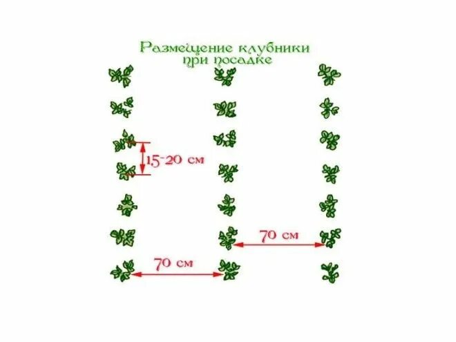 Посадка клубники расстояние между кустами и рядами. Схема посадки земляники в открытом грунте. Клубника схема посадки двухстрочная. Посадка земляники в грунт схема. Посадка клубники схема посадки в открытый грунт.