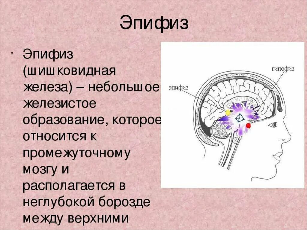 Шишковидная железа. Функция эпифиза в головном мозге. Гипофиз и шишковидная железа. Шишковидное тело и гипофиз. Шишковидное тело железа внутренней секреции.