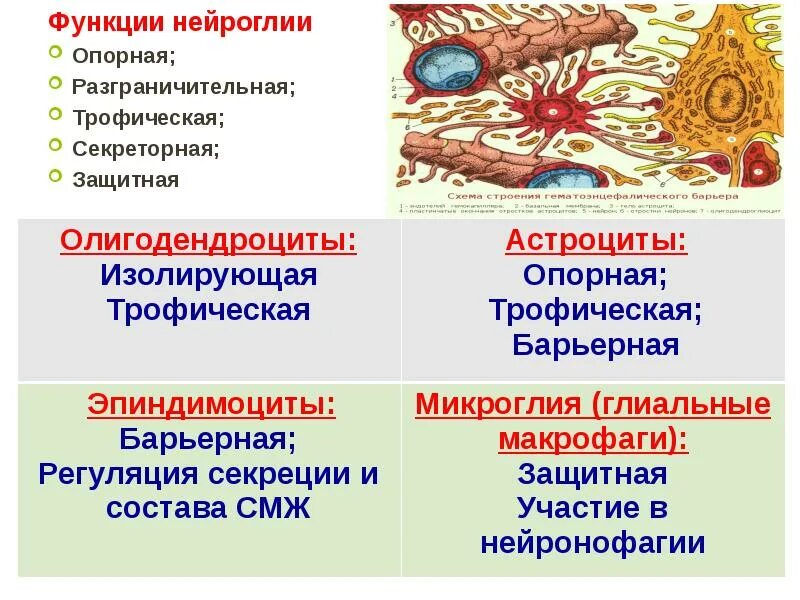 Клетки нейроглии строение. Нейроглия классификация строение функции. Классификация клеток нейроглии. Классификация и функции нейроглии..