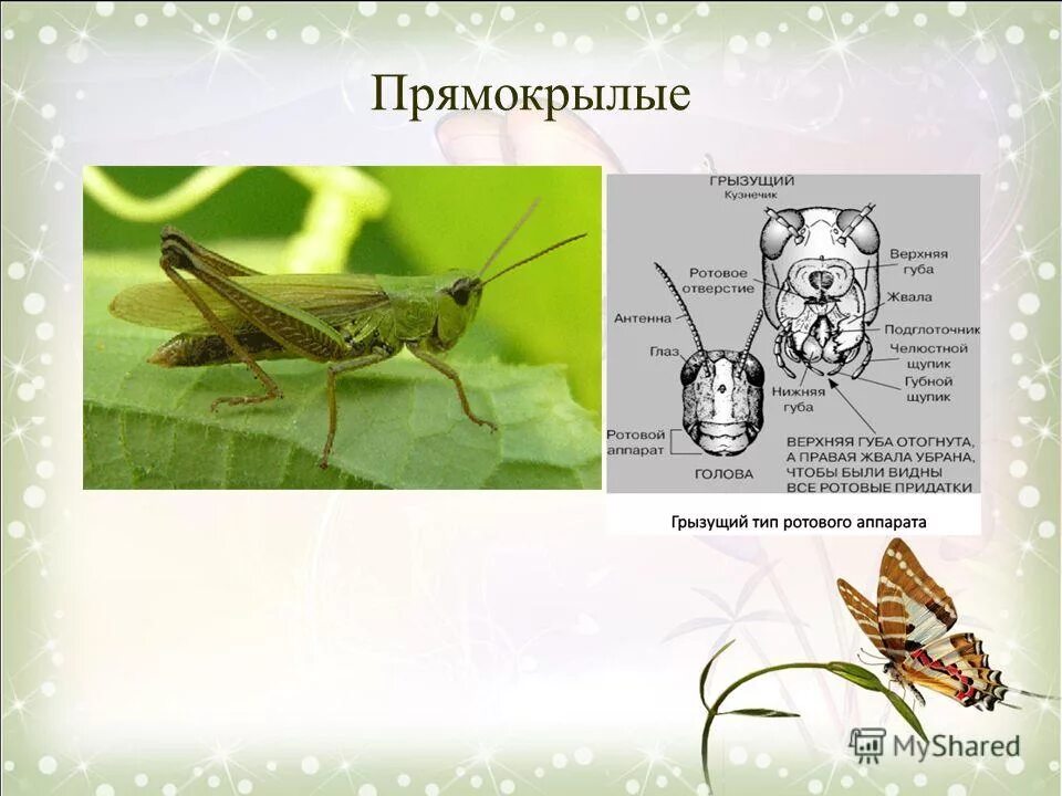 Отряд Прямокрылые ротовой аппарат. Строение прямокрылых насекомых. Прямокрылые представители. Отряд Прямокрылые представители.