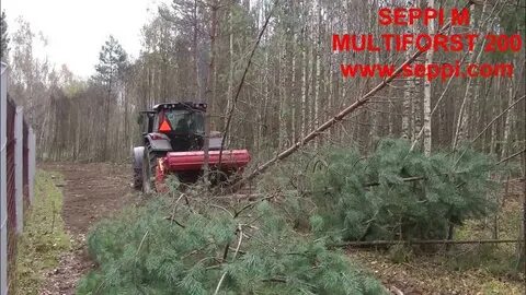 Попросила вывести из леса