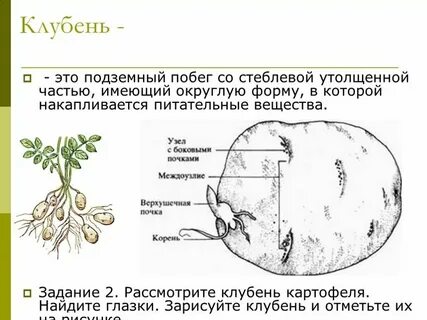 Видоизмененная верхушечная почка