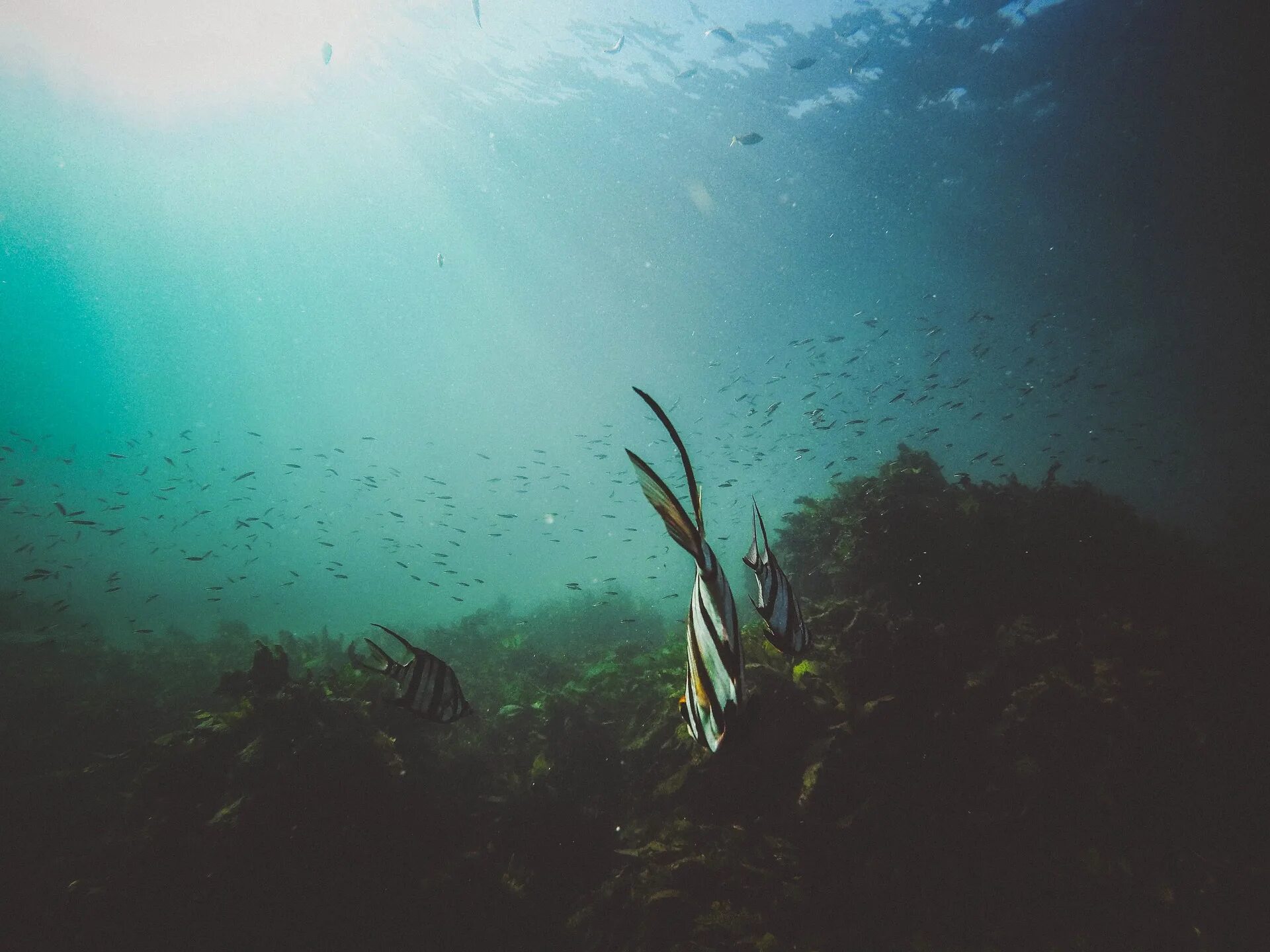 Сквозь толще воды. Морское дно. Рыбки под водой. Подводный мир водоросли. Речное дно.