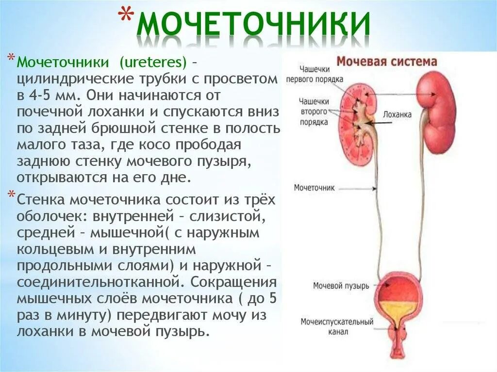 Мочеточник и мочевой пузырь строение. Мочеточники строение и функции. Мочетосники иочеврй пузурю. Функции мочеточника и мочевого пузыря.