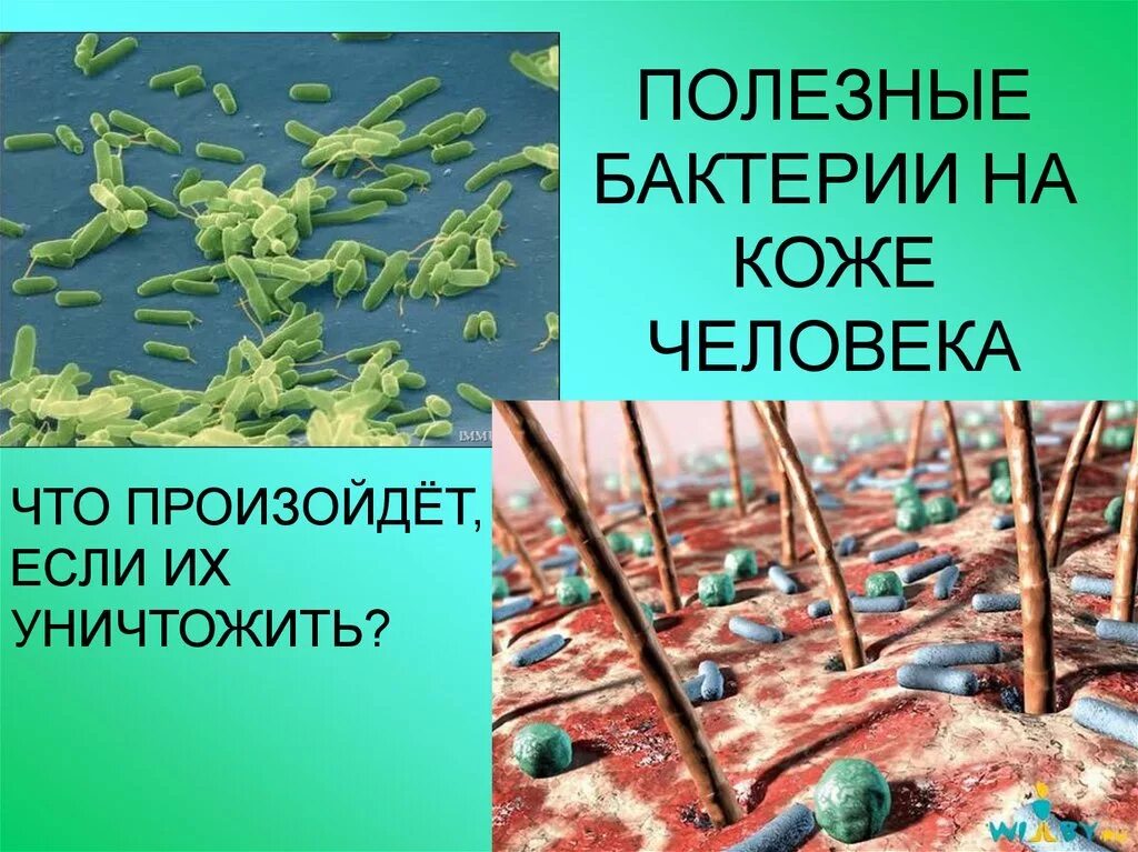 Полезные бактерии. Полезные микробы. Полезные микроорганизмы. Вредные бактерии. Организмы разрушающие бактерии