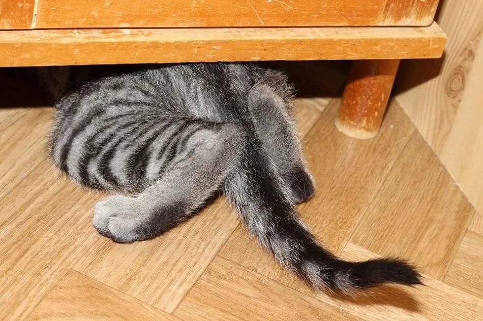 Кот ищет место. Дом для котика. Кот ищет место. Дом для котика. Кот прячется в темные места причины.
