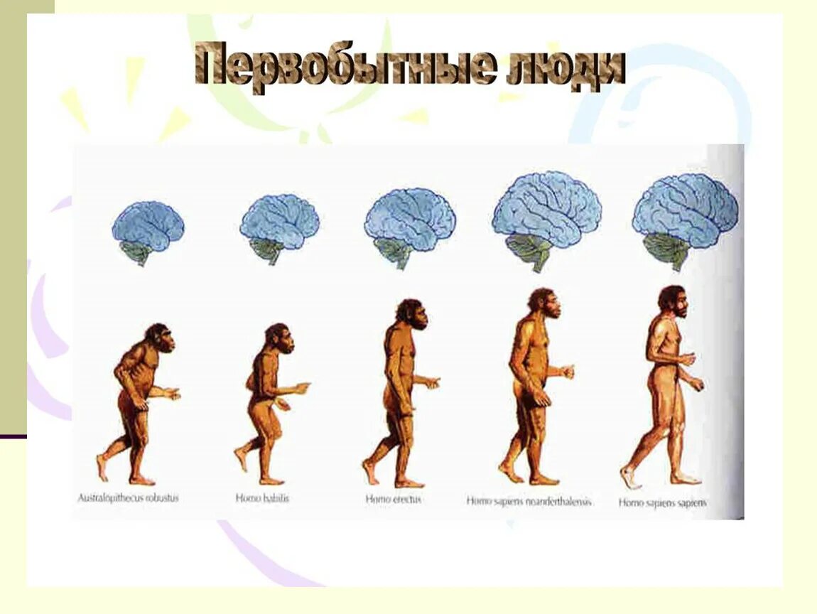 Как менялись древние люди. Эволюция человека хомо сапиенс. Происхождение человека хомо сапиенс Эволюция. Хомо сапиенс австралопитек Эволюция. Хомо сапиенс и хомо хабилис.