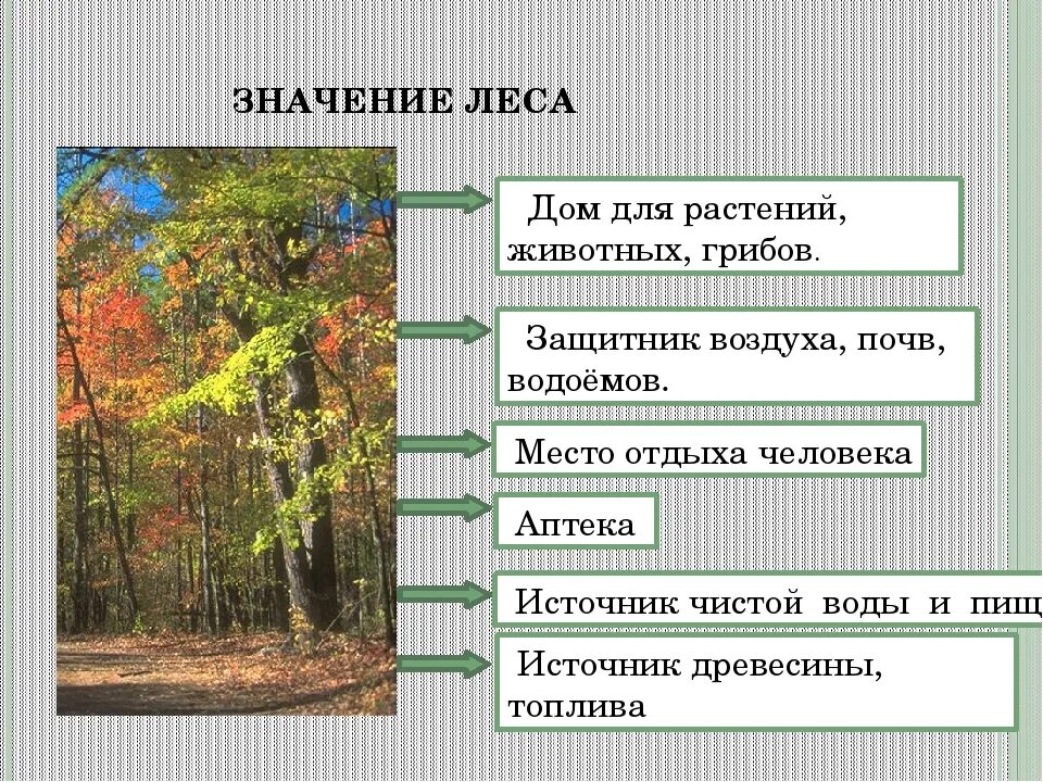 Жизнь леса 2 класс окружающий мир. Значение леса. Лес для презентации. Значимость леса для человека. Yfxbvjcnm KCF.