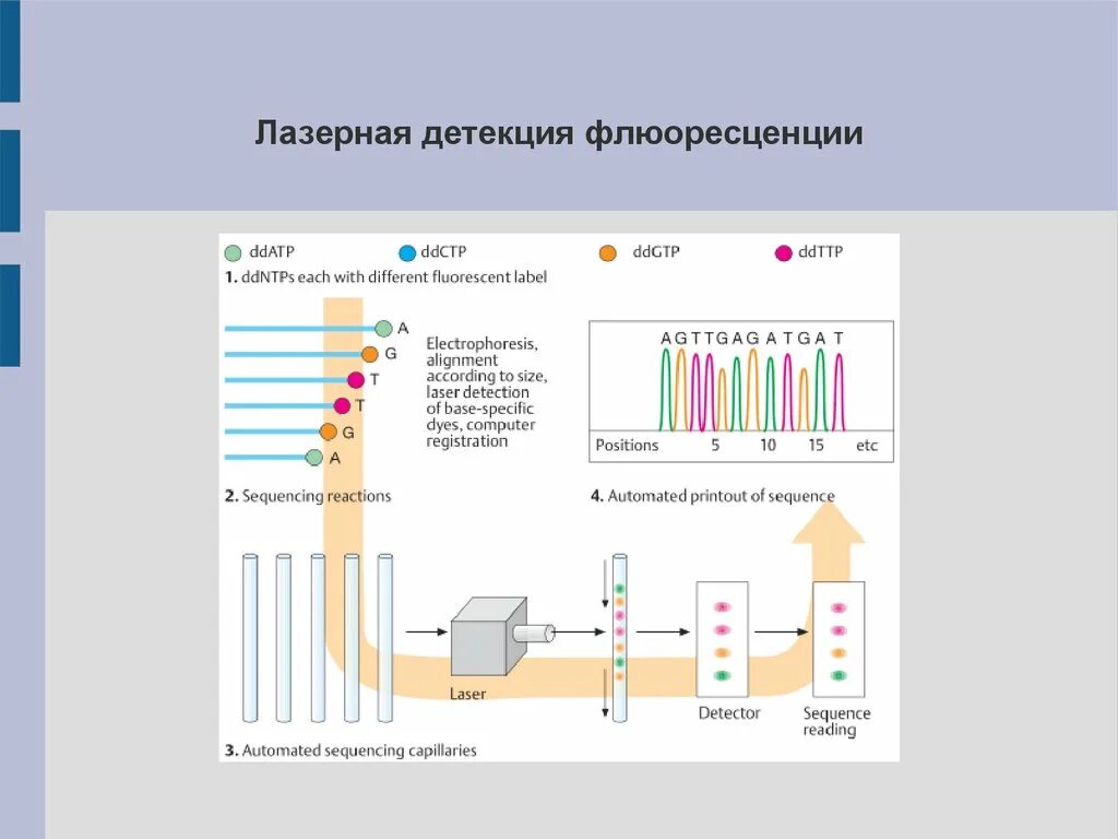 Экзомное секвенирование. Секвенирование электрофорез. ngs секвенирование. секвенирование белков. проточная ячейка для секвенирования.