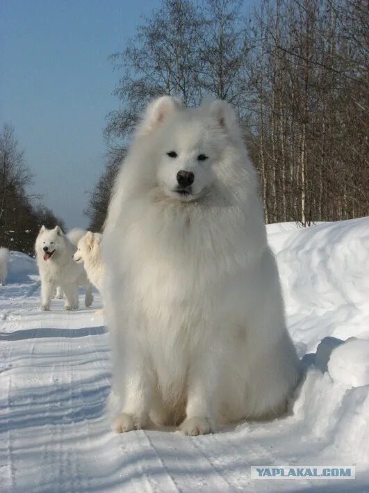 лайка аляскинский маламут. лайка хаски маламут. породы северных. сибирская лайка самоед. лайка аляскинский маламут.