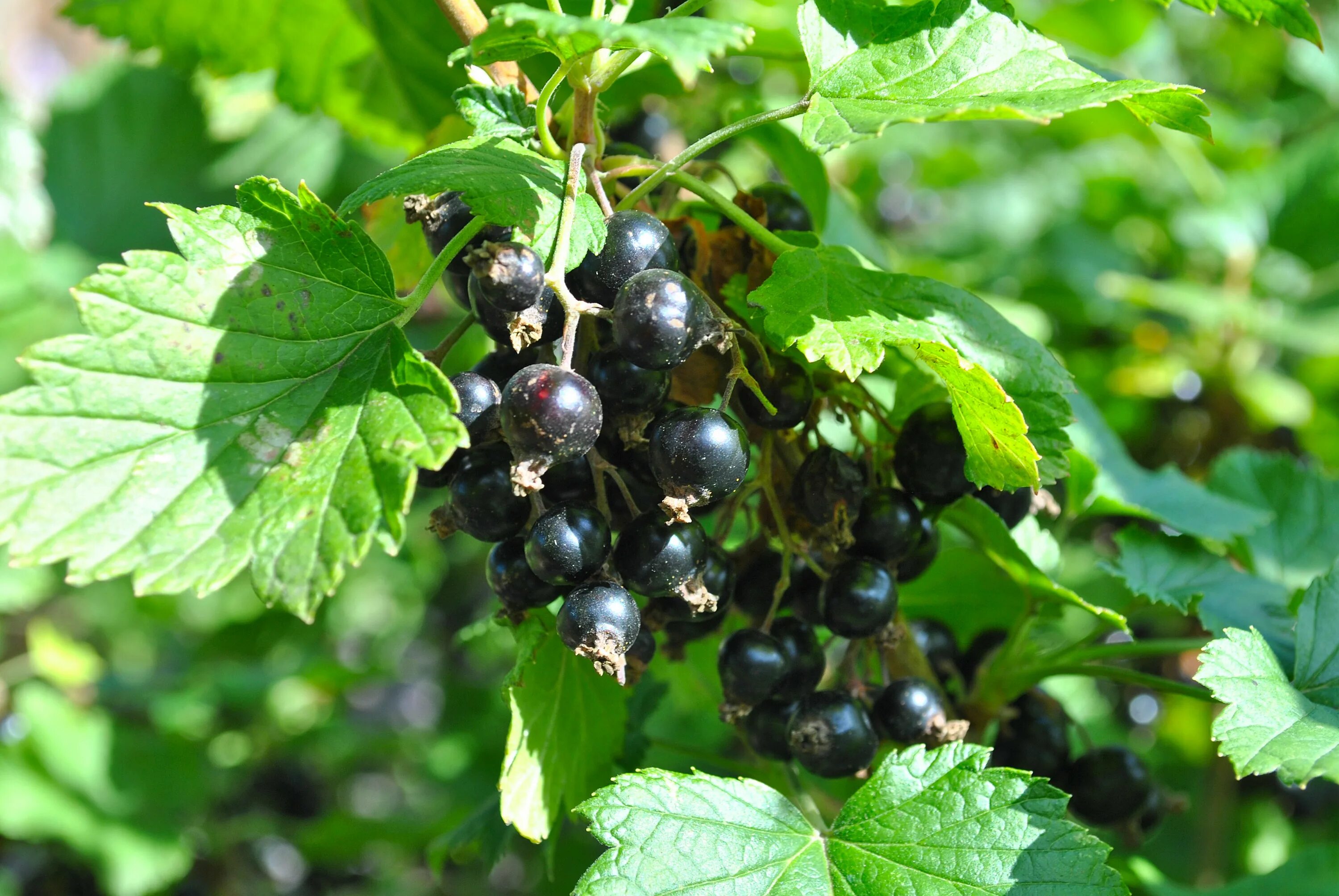 Цена черной красной смородины. Смородина ribes. Смородина Пигмей куст. Смородино-крыжовниковый гибрид йошта. Смородина репис.