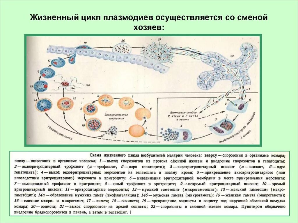 Микрогаметоцит это. Цикл развития малярийного плазмодия. Цикл развития мпляри1ного аоазмолия. Стадии цикла развития малярийного плазмодия. Цикл развития малярийного плазмодия схема.