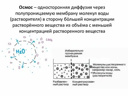 Осмотические свойства клетки