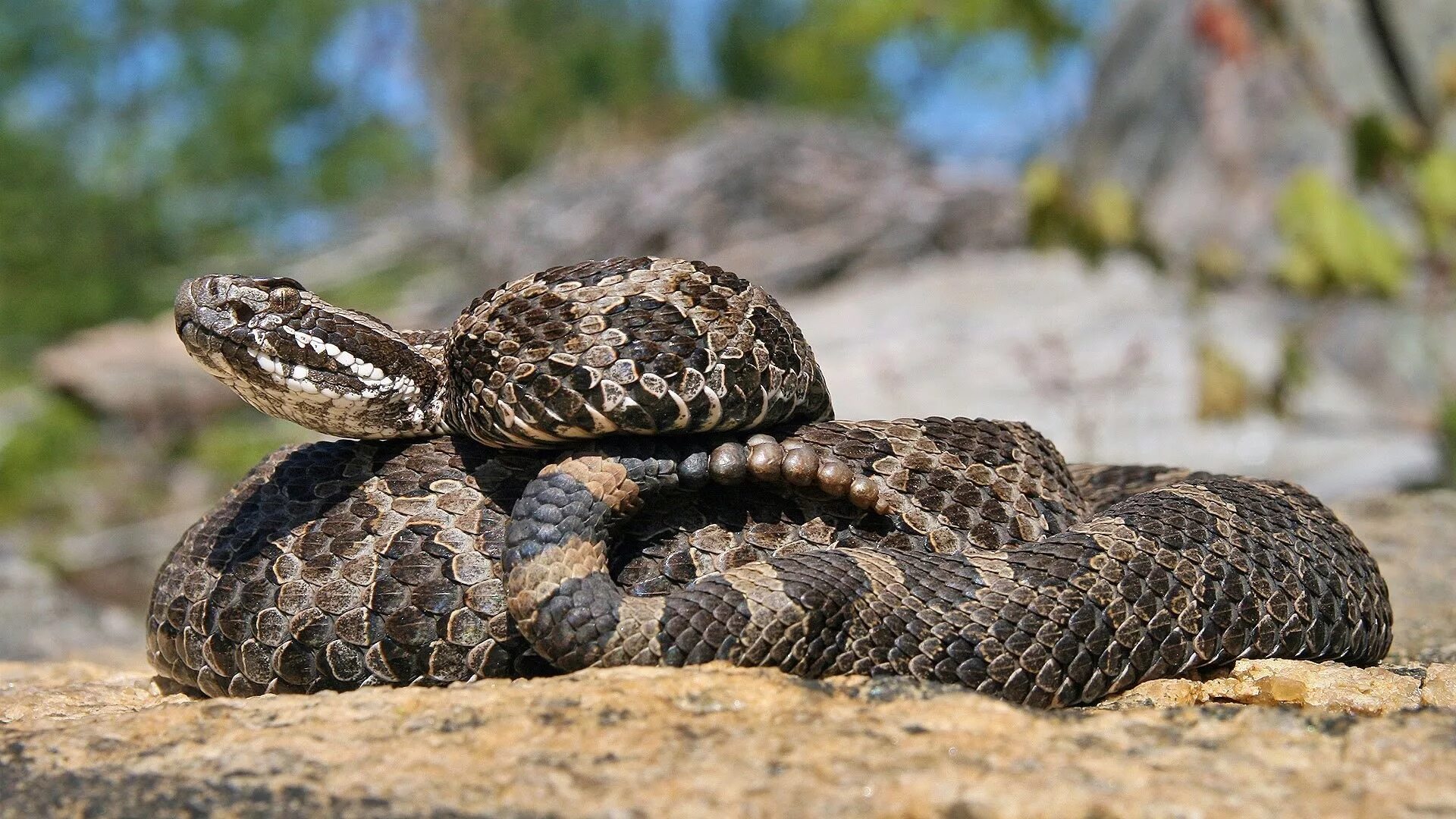 Цепочный карликовый гремучник. Massasauga Rattlesnake. Техасский гремучник. Водяной щитомордник змея. Почему змею назвали змеей