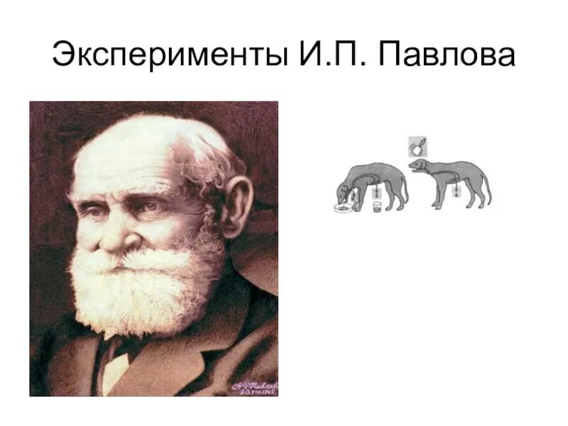 Слово по и п павлову это