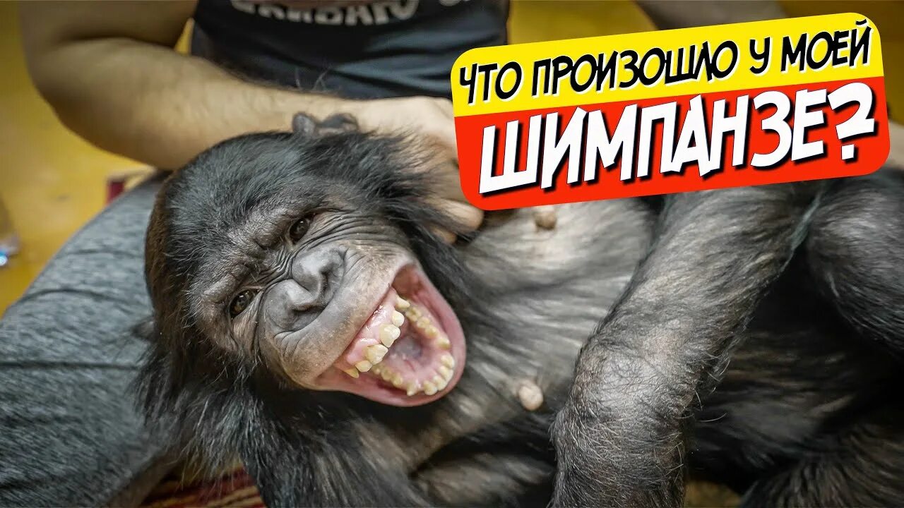 Шимпанзе. Шимпанзе бони. Обезьяна люська. Мартышка как дела. Шимпанзе бони.