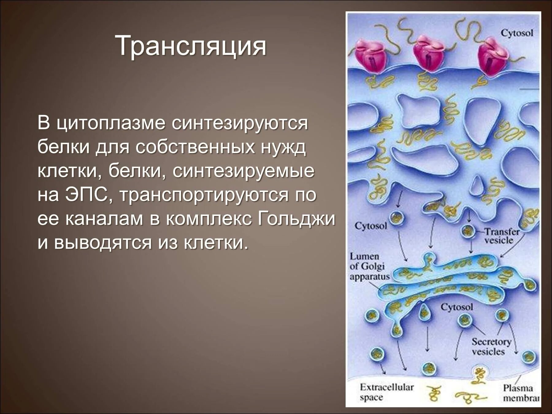 Синтез и транспорт белков в эпс. Клетки синтезирующие белки. Что синтезируют белки для выведения из клетки. Комплекс Гольджи Синтез белка. Синтезируемые белок цитоплазмы.