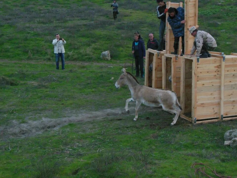 Погода в кулане. Кулан в Тарханкутском. Какие животные есть в Тарханкутском парке. Вольер для Куланов и сайгаков Оленевка.