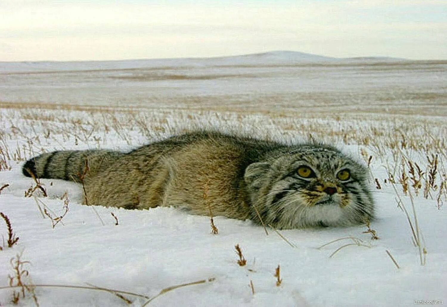 Какие животные обитают в оренбургской области. Степной кот Манул. Манул Забайкальский дикий кот. Манул (палласов кот). Камышовый кот Манул.