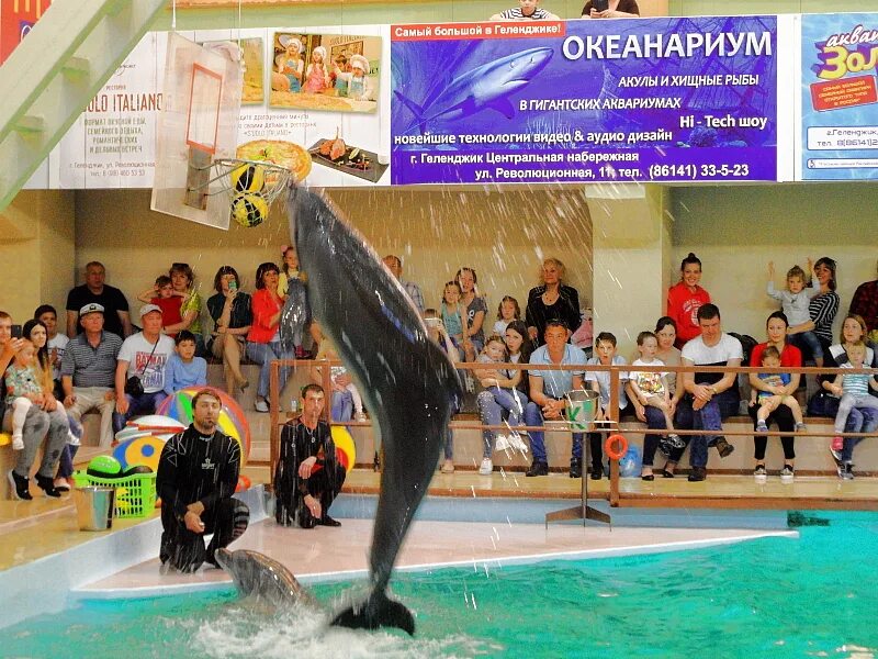Дельфинариум в геленджике. Расписание дельфинария в геленджике. Дельфинариум в геленджике. Расписание дельфинария в геленджике. Дельфинариум в геленджике.