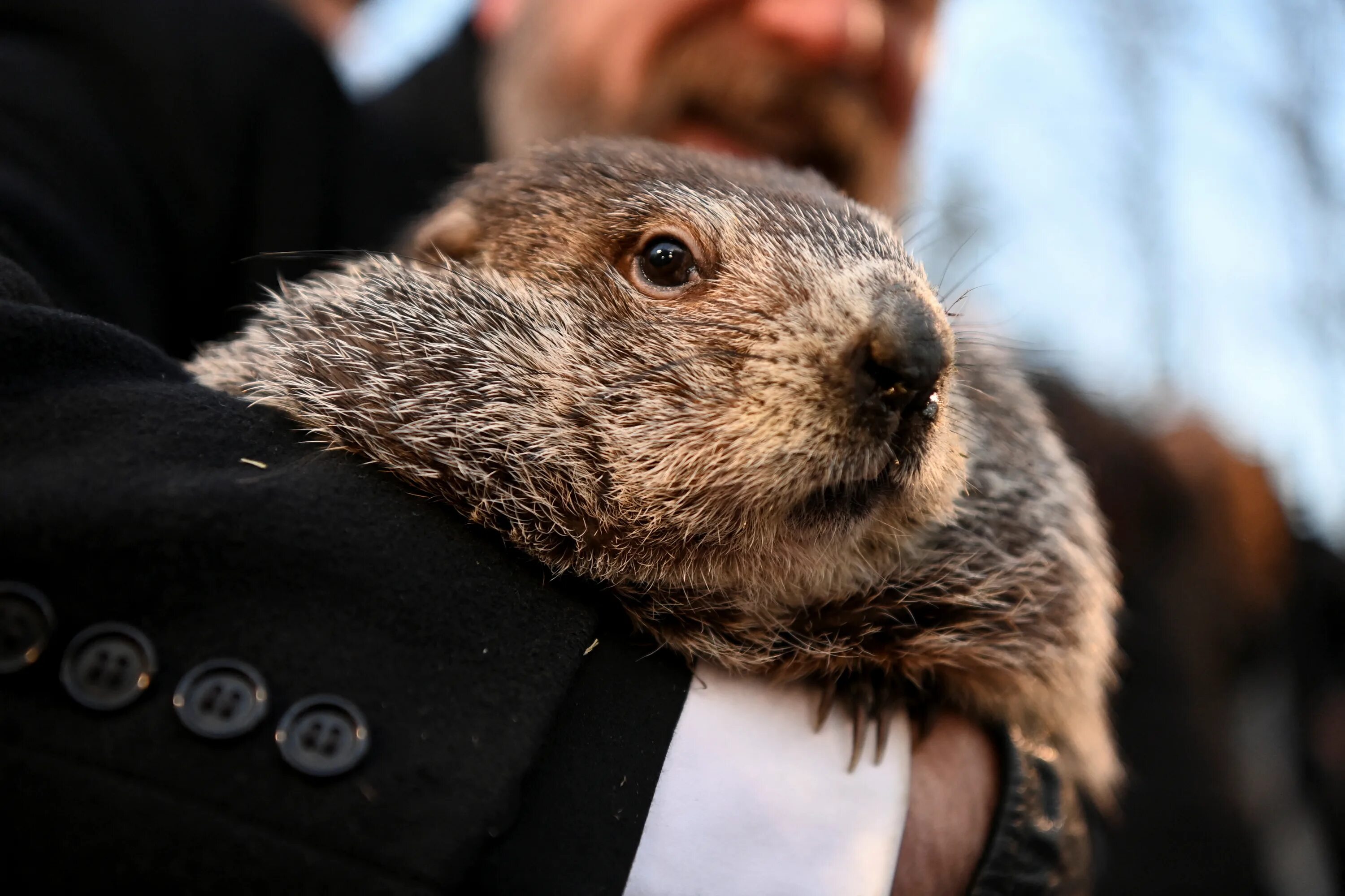 Сурок фил 2022. Groundhog day праздник. Сурок предсказатель погоды. Punxsutawney phil. Панксатонский фил сурок.