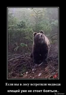 Что если в лесу встретили медведя