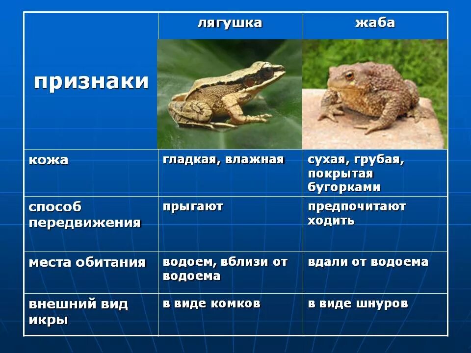 Сравни лягушек