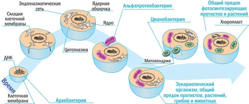 Возникновение клеточной формы жизни. Теория симбиотического происхождения эукариотической клетки. Эволюция клеток возникновение эукариот схема. Строение животной клетки эукариот. Схема симбиотического образования эукариотических клеток.