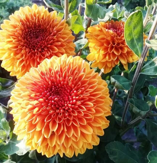 хризантема бронз