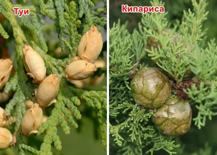 Туя, тис, кипарисовик. Туя и можжевельник отличия. Туя западная брабант. Чем отличаются туи. Чем отличаются туи.