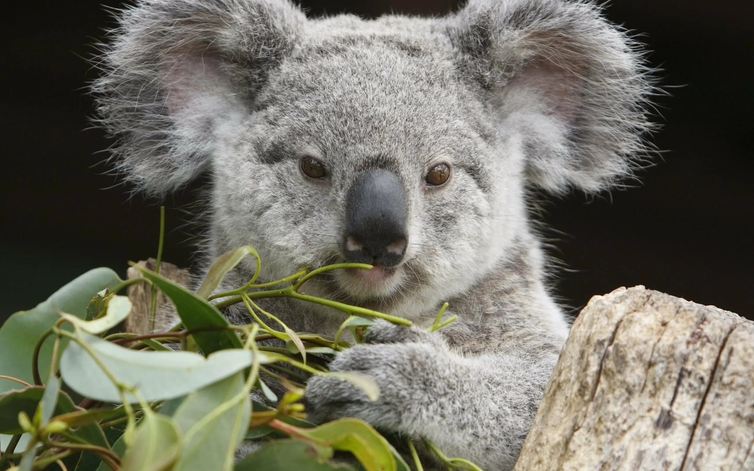 В австралии живут медведи. Животные Австралии коала. Коала сумчатое животное. Мишка коала. Коала на эвкалипте.