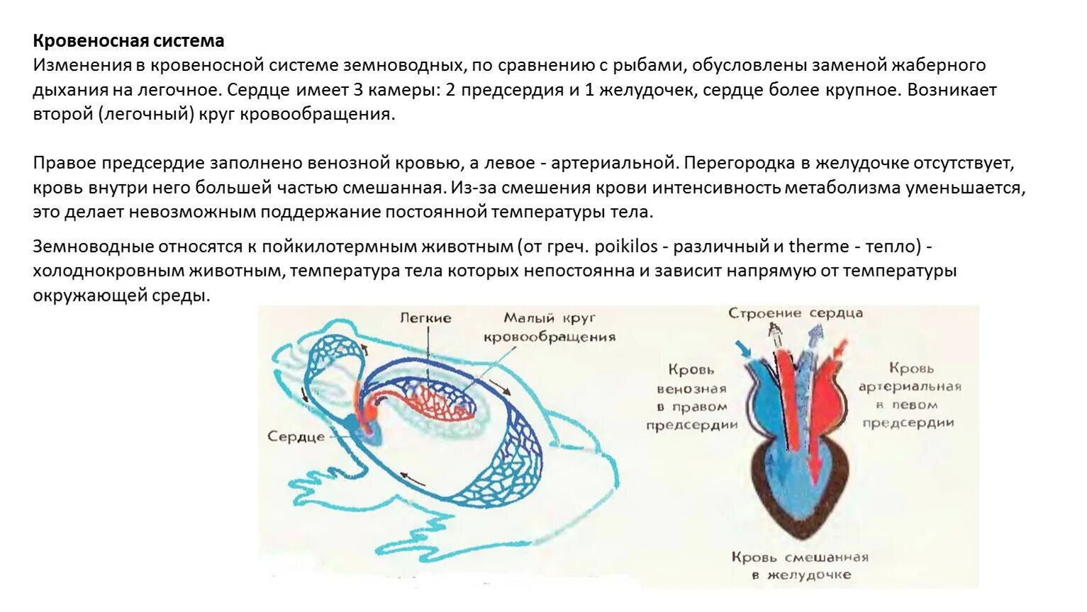 Кровеносная система лягушки 7 класс. Кровеносная система земноводных. Малый круг кровообращения лягушки схема. Строение кровеносной системы земноводных.