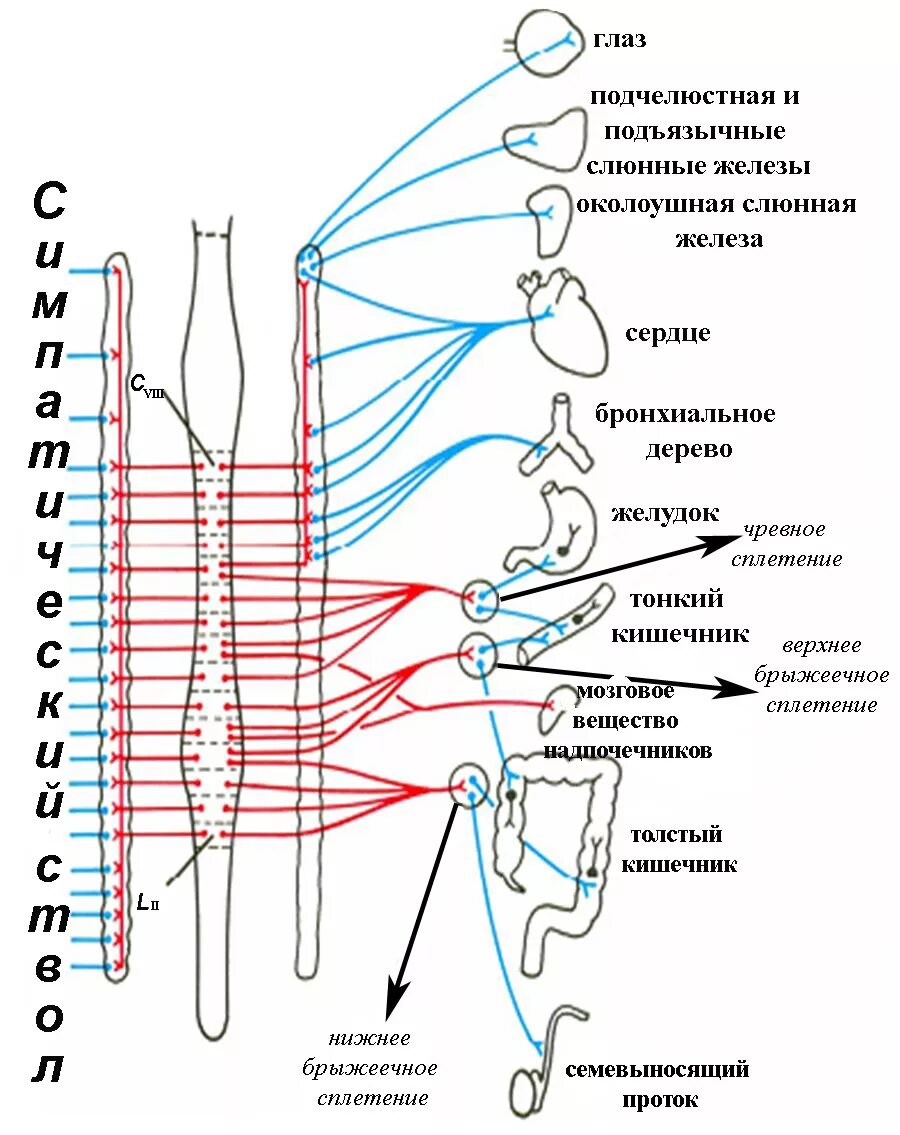 Иннервирует гладкие мышцы. Схема симпатического отдела нервной системы. Симпатическая нервная система схема. Схема строения симпатического ствола. Симпатическая нервная система анатомия схема.